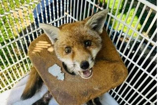 A fox cub had to be rescued by the RSPCA after having discarded litter around its neck for three weeks. The animal charity was contacted by members of the public who reported that the cub had been struggling for three weeks in June.
RSPCA animal rescue officer Cara Gibbon said: “It is so sad and heartbreaking to know that this poor fox wouldn’t have been in this situation if someone had disposed of their litter correctly in the first place."
Dispose of your rubbish properly!