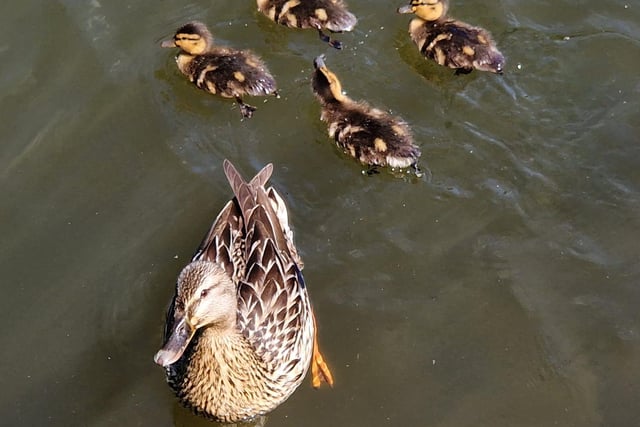 A mummy and some of her ducklings at Yarrow Valley Country Park