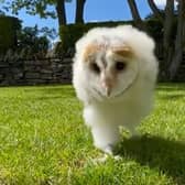 Even owls made it into our pet collection for National Pet Month