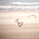 Blackpool Zoo’s missing pelican was spotted at Granny’s Bay in Fairhaven between Lytham and St Annes