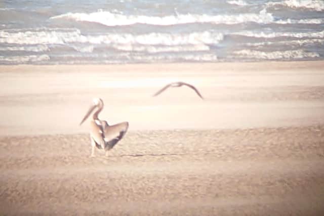 Blackpool Zoo’s missing pelican was spotted at Granny’s Bay in Fairhaven between Lytham and St Annes