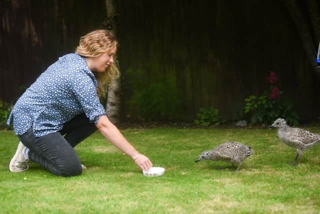 Brambles Wildlife Rescue are looking for more gull guardians to look after baby seagulls that have been abandoned. Pictured is gull guardian Clare Yates.