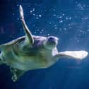Phoenix the Sea Turtle swims in the aquarium after being cleaned and weighed at Sea Life Blackpool ahead of World Turtle Day
