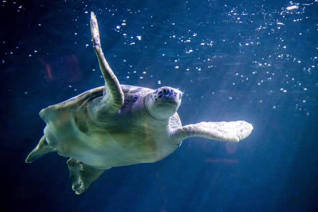 Phoenix the Sea Turtle swims in the aquarium after being cleaned and weighed at Sea Life Blackpool ahead of World Turtle Day