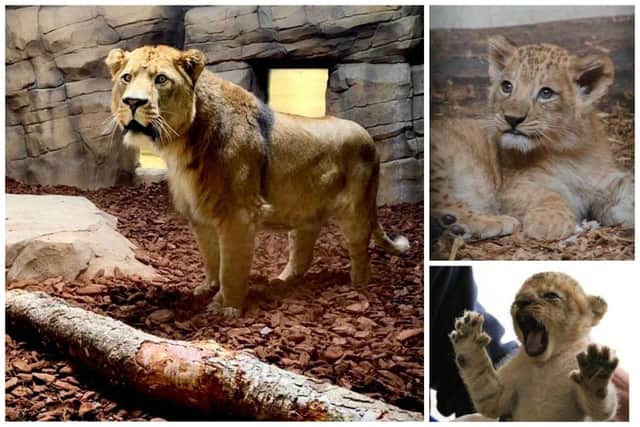 Khari the African Lion pictured back home at Blackpool Zoo. Also in the montage are photos of him as a cub in 2015, just weeks old