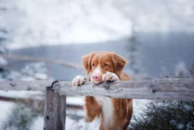 winter walk safety for dog owners