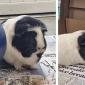 Coco and Chanel have found themselves looking for a new home after their owner had a change in circumstances and could no longer care for them. They are both friendly guinea pigs and need an owner who will invest time in them, making sure they receive lots of human interaction and handling. They need rehoming together
