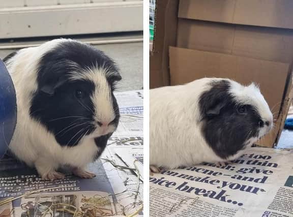 Coco and Chanel have found themselves looking for a new home after their owner had a change in circumstances and could no longer care for them. They are both friendly guinea pigs and need an owner who will invest time in them, making sure they receive lots of human interaction and handling. They need rehoming together