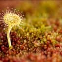 Greater Sundew plant