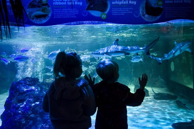 Enjoy a day out at Blackpool Sea Life - but mind out for those sharks!