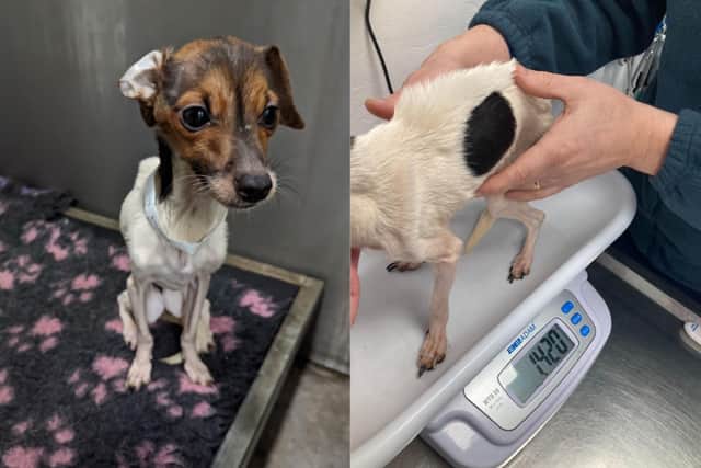 A Blackpool couple have been banned from keeping dogs after their six Jack Russell Terriers were found neglected
