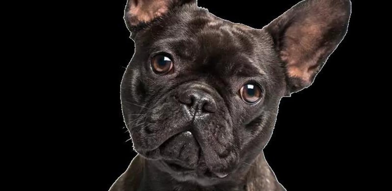 Frenchies are known for being pretty laid back and adaptable, so they tend to get along well with children of all ages which makes them popular family pets
