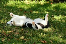 Cats need extra care during a heatwave - Animal News Agency