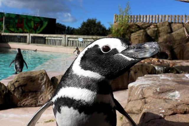 The penguins at Blackpool Zoo