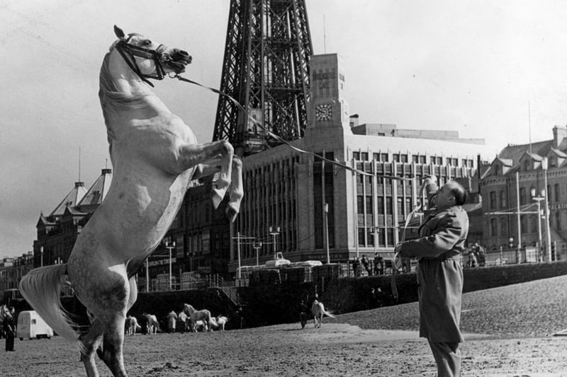 An early morning exercise on central beach for one of Enzio's horses, a popular act in the Tower Circus in 1956