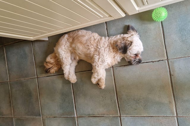 Caroline Wilford shared this cute picture and her tip: "We have been mopping our tiles with iced water throughout the day to keep the floor nice and cold for them."