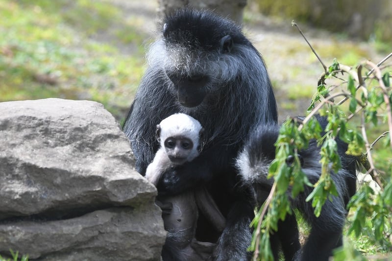 Mum keeps tight hold of newly-born King colobus monkey Charles at Blackpool Zoo
