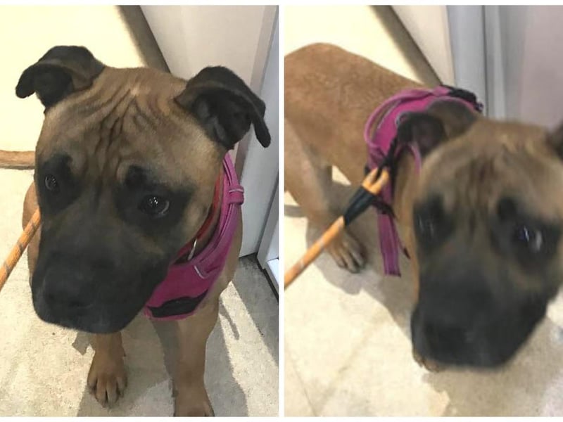Winston is 13-months-old and is a male crossbreed, dog friendly and completely treat orientated. He has already had some training, in energetic and strong on a lead