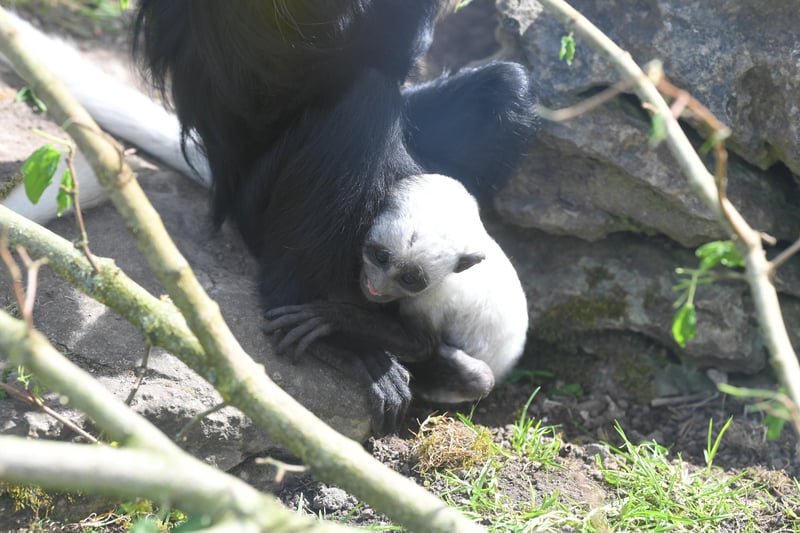 Newly-born King colobus monkey Charles clings to his mum at Blackpool Zoo