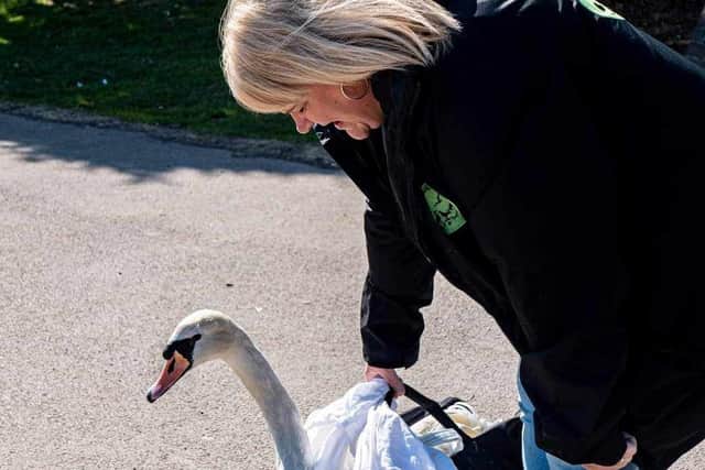 Brambles Wildlife Rescue volunteer Mel Greenhalgh releasing Jesse the swan back into the boating lake at Stanley Park on June 2. The animal charity cared for Jesse for two weeks and nursed her back to health after an earlier dog attack in May. Picture by Elizabeth Gomm