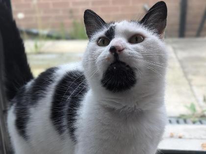 Molly is a friendly five-year-old domestic short hair who loves to be groomed. Despite being abandoned she is a confident cat who settled into cattery life quickly, enjoying all the attention from staff and volunteers as soon as she could get it! She is a very sweet girl who doesn't seem to be phased easily and takes everything in her stride. She can live with children of primary school age but no other pets.