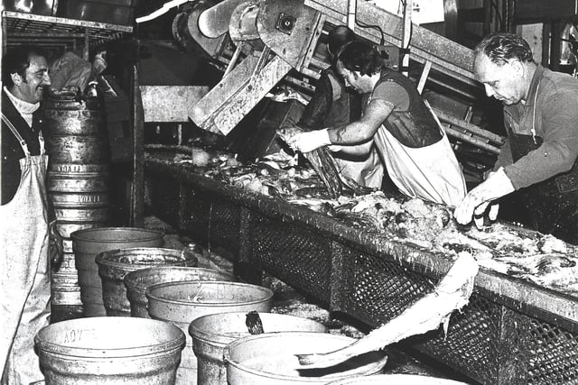 Dockers sorting fish on Fleetwood docks using the conveyor system installed in the 1970s