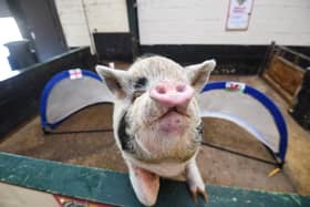 Flower the pig from Farmer Parr's predicts the winner of the Wales v England World Cup match