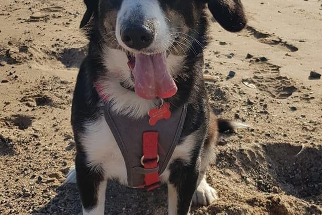Hazel Roberts submitted this picture of her dog enjoying the beach, and wrote 'Our little rescue baby Aimee'