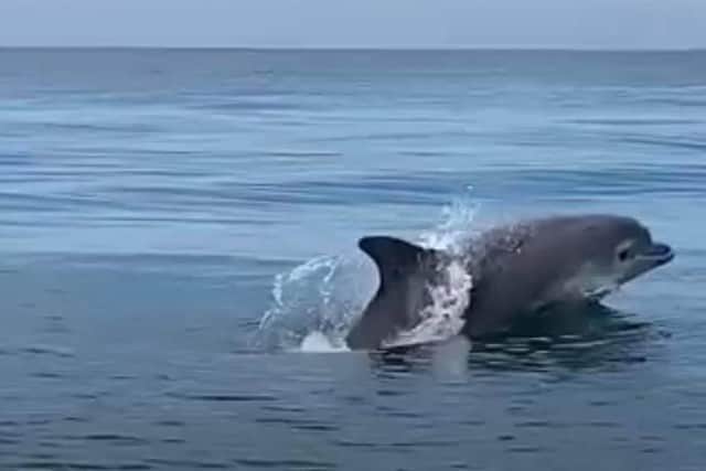 Dolphins off the coast of Blackpool in June 2021: Adam Kluj and Vicky Hopkinson said they were four miles off the coast, around Starr Gate, when they were surrounded by the pod of bottlenose dolphins.Pic: Adam Kluj