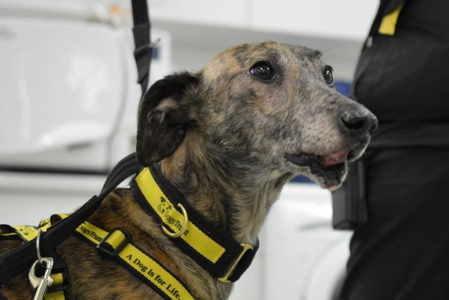 Lurcher - male - aged 1-2. Rudolf is a favourite with the staff as he has come on leaps and bounds since arriving as a stray. He needs training and time to settle into his new home.