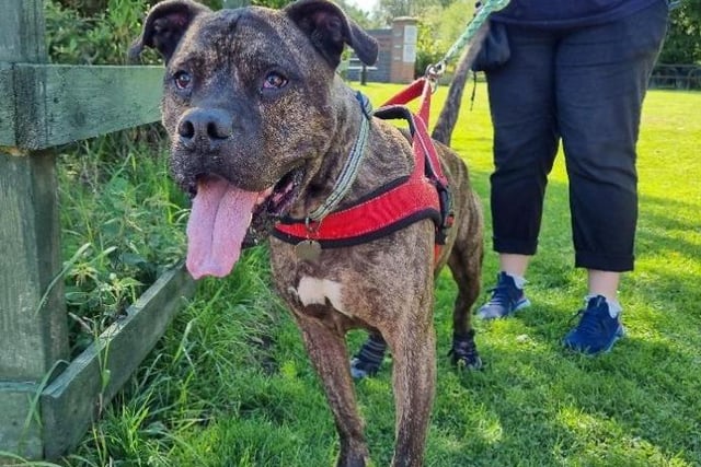 This happy boy is Rocky. He is an extremely friendly dog who loves cuddles with the team and gets very excited when meeting new people. He is great to walk and enjoys wandering down the lanes with dogs from the centre. He doesn’t always appreciate people messing with his paws but is very food motivated which makes training quite easy. He enjoys going off lead in the paddock and can get quite giddy.