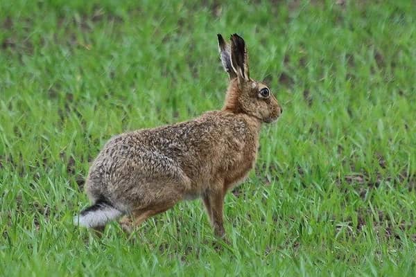 Three men accused of hare coursing have appeared at Blackpool Magistrates' Court (Credit: Des Colhoun)