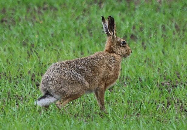 Three men accused of hare coursing have appeared at Blackpool Magistrates' Court (Credit: Des Colhoun)