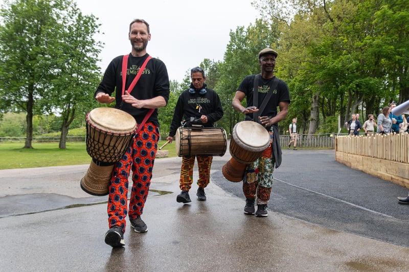 African drummers lead a procession of VIP guests and staff to the new Big Cat Habitat.
