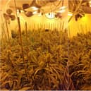 A cannabis farm worth approximately £250,000 was discovered during a drugs raid in Poulton (Credit: Lancashire Police)