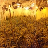A cannabis farm worth approximately £250,000 was discovered during a drugs raid in Poulton (Credit: Lancashire Police)