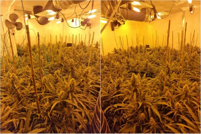 A cannabis farm worth approximately £250,000 was discovered during a drugs raid in Poulton (Credit: Lancashire Police)