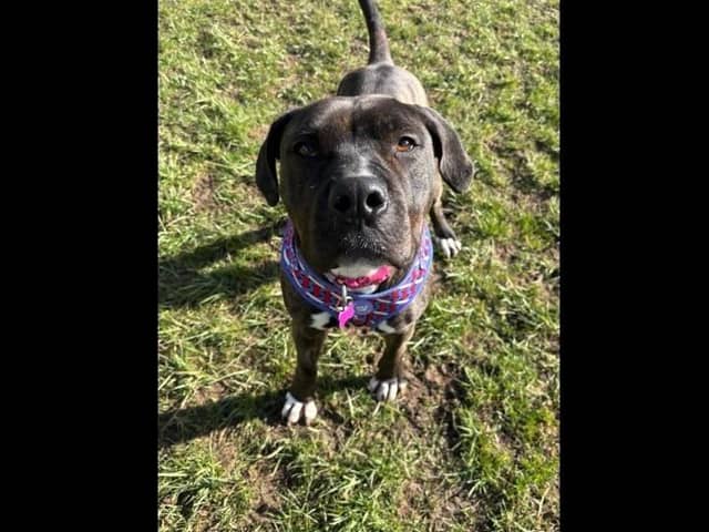 Alice is a beautiful two-year-old Cane Corso cross. Alice loves to run around and get the zoomies, she still has that puppy nature about her and is all paws. She is a big foodie unless there are people around, then she may be more interested in them as she loves nothing more than having lots of fuss and giving kisses! She can be rehomed with children aged 11+ and needs a home with no other pets.