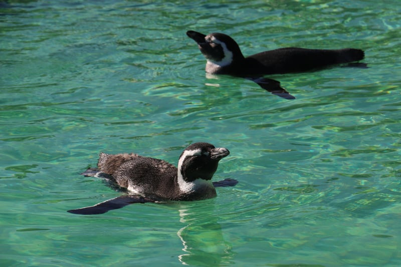 Penguins bobbing about on the water