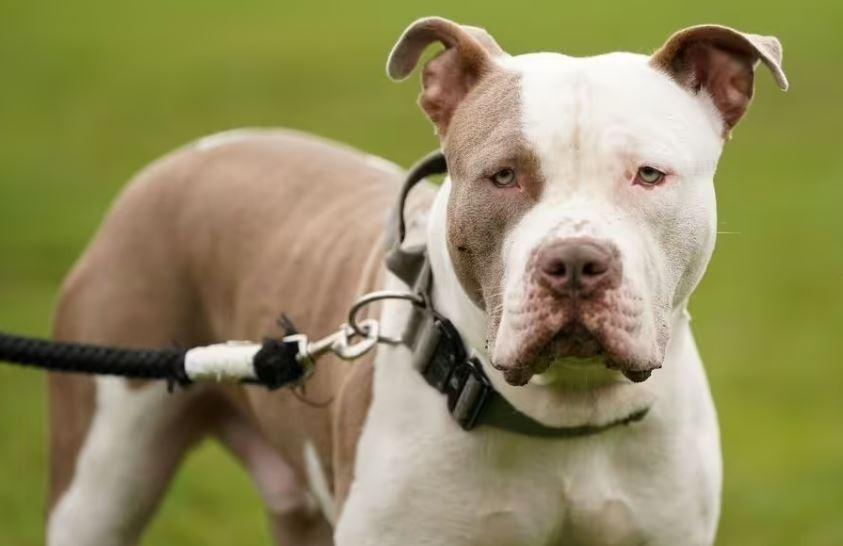 Lancashire Police apologise after family's XL bully put down due to 'admin error'