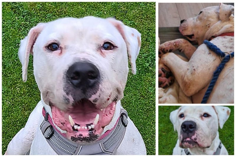 Daisy is a joy to be around. She's a female American bulldog and is five-years-old. She is fully house trained and is selectively dog friendly. Daisy is fine to be left alone at home, loves a car ride and is super friendly