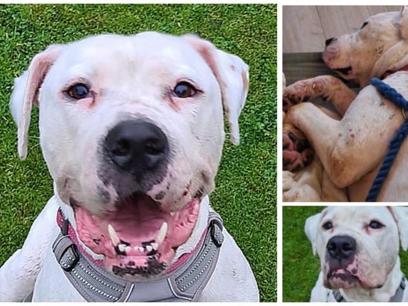 Daisy is a joy to be around. She's a female American bulldog and is five-years-old. She is fully house trained and is selectively dog friendly. Daisy is fine to be left alone at home, loves a car ride and is super friendly