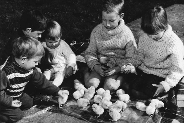 Children with chicks at Kelshaw's Farm, Carleton, April 1969. Are you pictured?