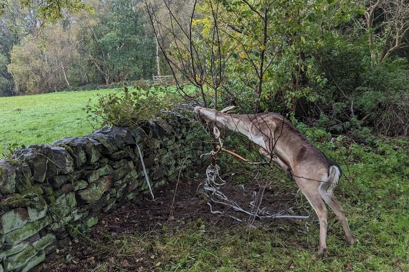 The RSPCA rushed to the aid of a deer who had got himself tangled in a tree. 
The animal welfare charity was contacted by a concerned member of the public who found the animal struggling after getting his antlers caught in some fencing, which had then become tangled round a tree.
RSPCA inspector Kristy Ludlam attended the incident, in Quarry Road, Morley, Derbyshire in November.