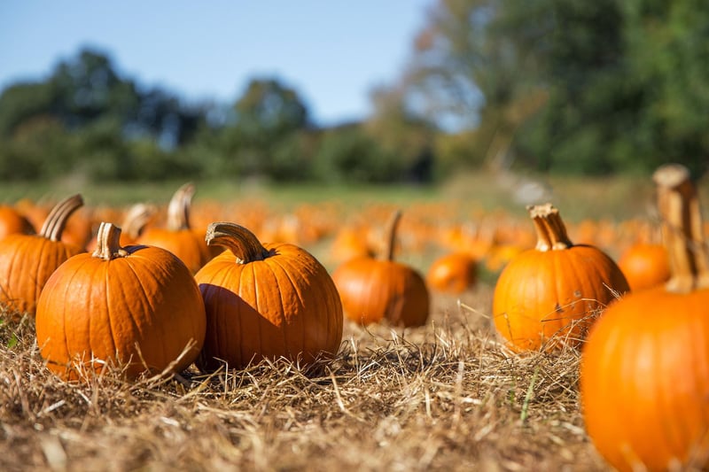At Greenlands Farm Village, Tewitfield, Carnforth, there's loads of spooky things to see and do as well as picking your pumpkin in their dedicated Pumpkin Village. 
Call for more details on 01524 784184.
