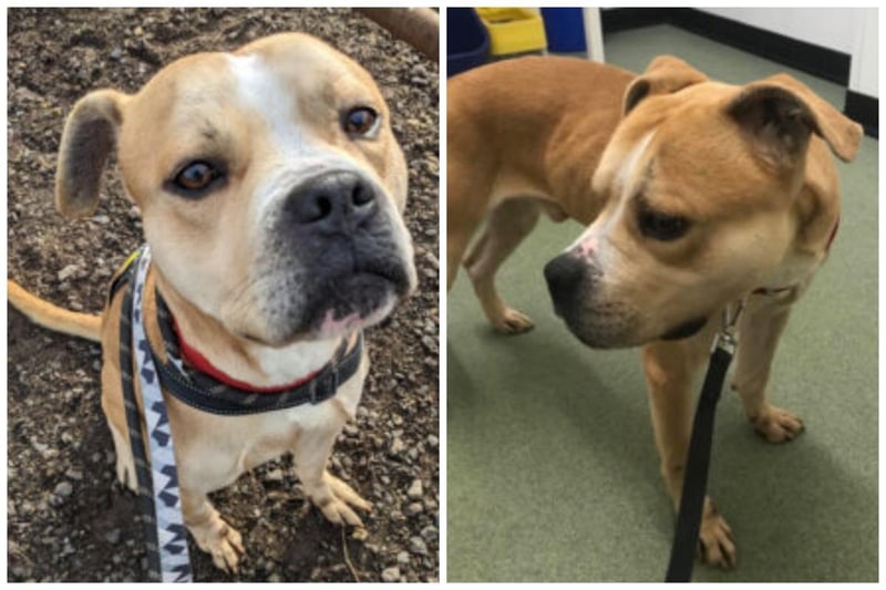 Bronco deserves to be treated like a prince. He's a Staffy cross and is two-years-old. Strong on his lead, he has had some training and is energetic. He is fine with other dogs