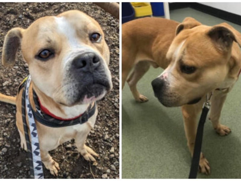 Bronco deserves to be treated like a prince. He's a Staffy cross and is two-years-old. Strong on his lead, he has had some training and is energetic. He is fine with other dogs