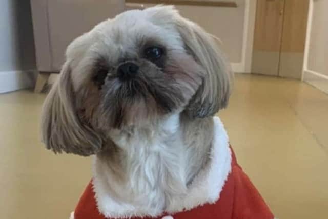 Minnie the therapy dog dressed in a Santa suit for hospital Christmas party.