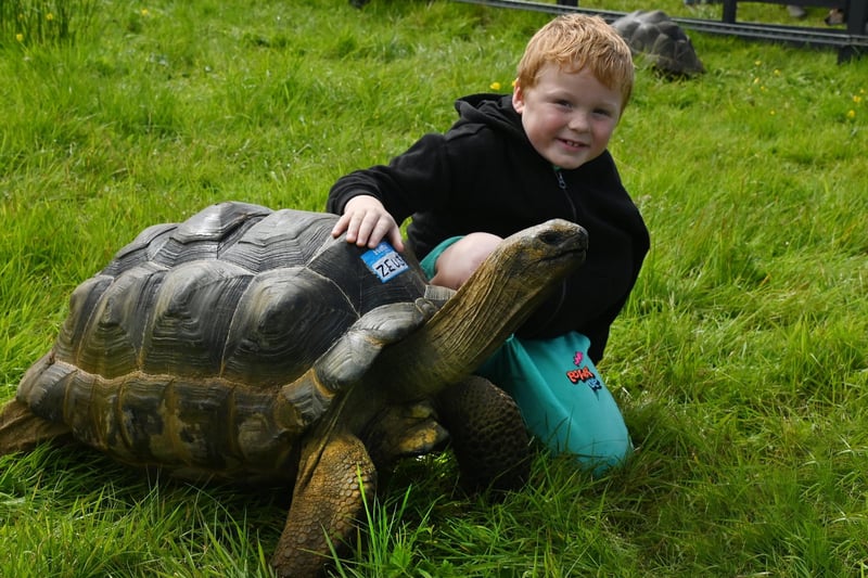 LANCASHIRE POST - BLACKPOOL GAZETTE - 15-07-23  The annual Great Eccleston Show, a two-day event showcasing all things rural.  With demonstrations, competitions, arts, crafts, horticulture and agriculture.  Jacob Turner, seven, meets Zeus the giant tortoise.