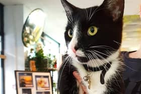 Socks is more than just a cat, he’s a gentle ambassador for the town.